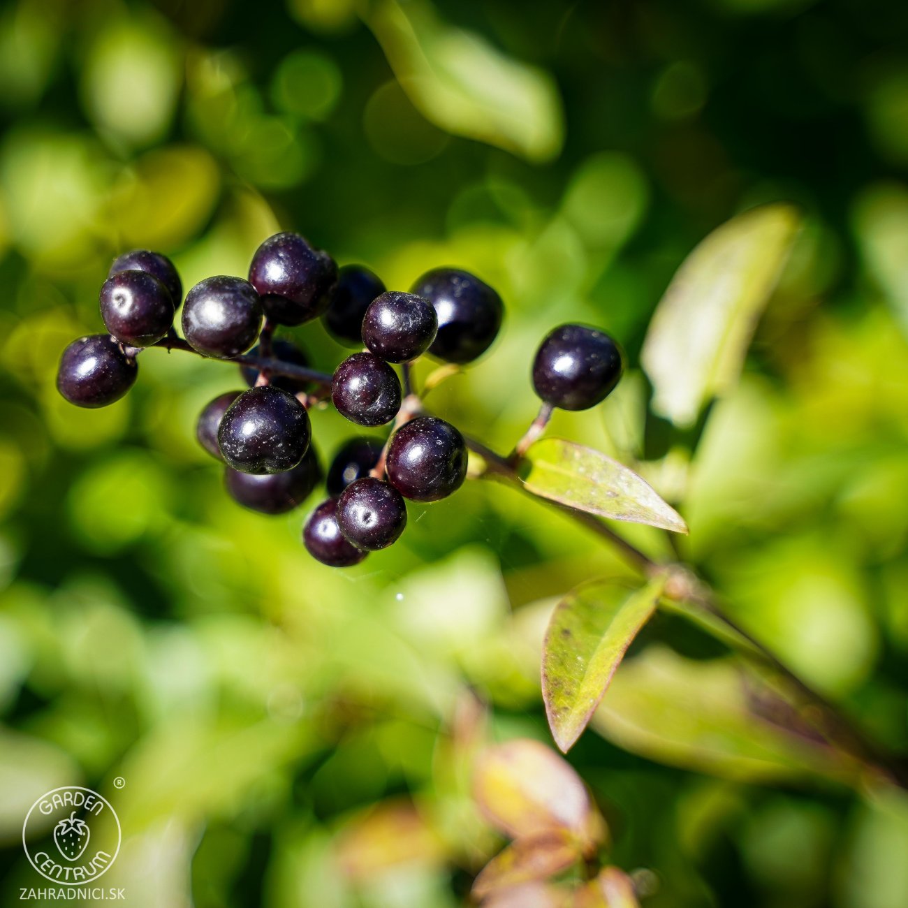 Obrázok Vtáčí zob obyčajný (Ligustrum Vulgare) ´ATROVIRENS´ - výška 40-60 cm, kont. C2L